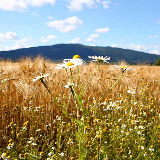 Invitert: - Det var en gang