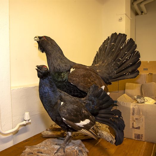 Lyst på en orrhane i stua?