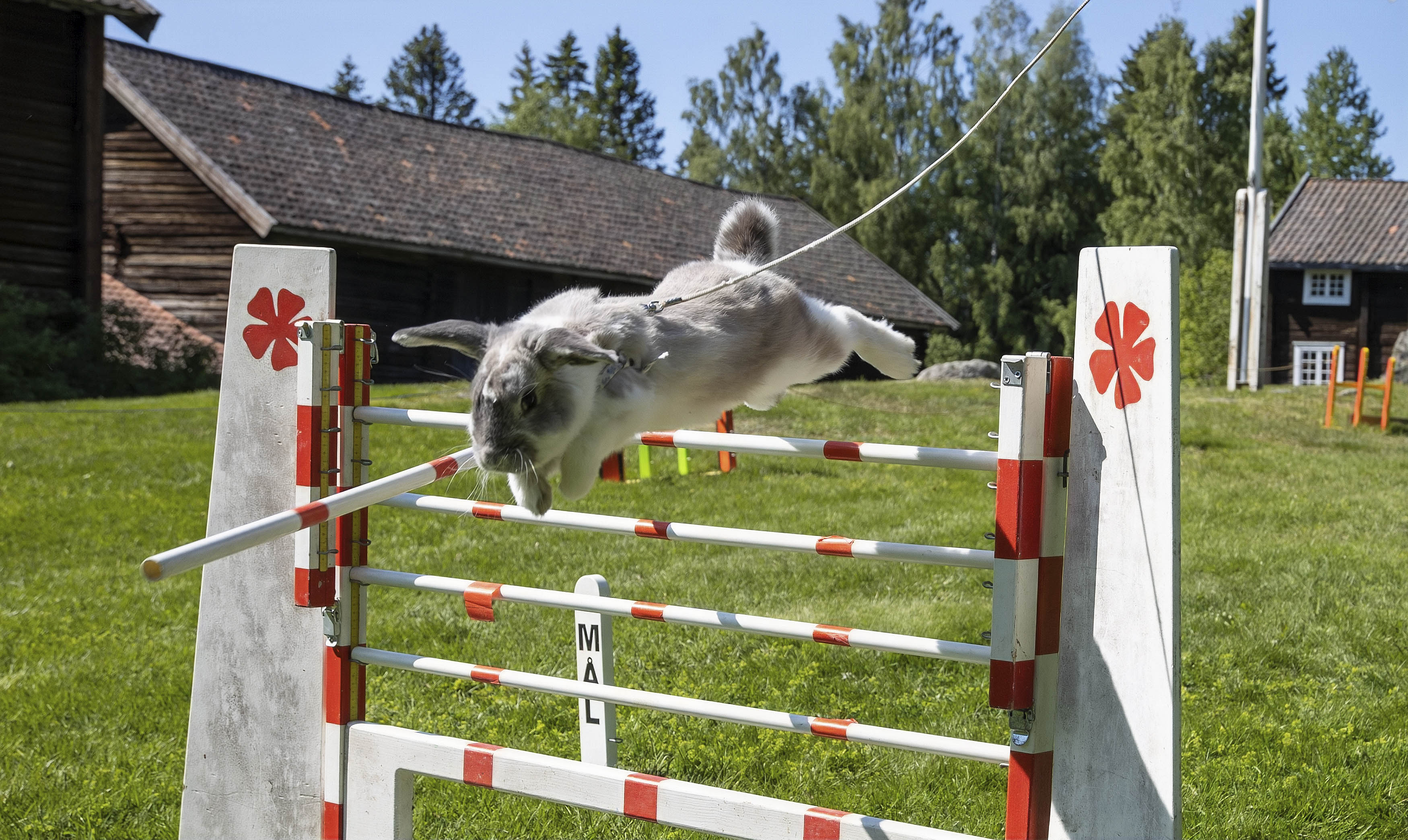 Her hopper Lineas Breakaway over 70 cm Her hopper Lineas Breakaway over 70 cm