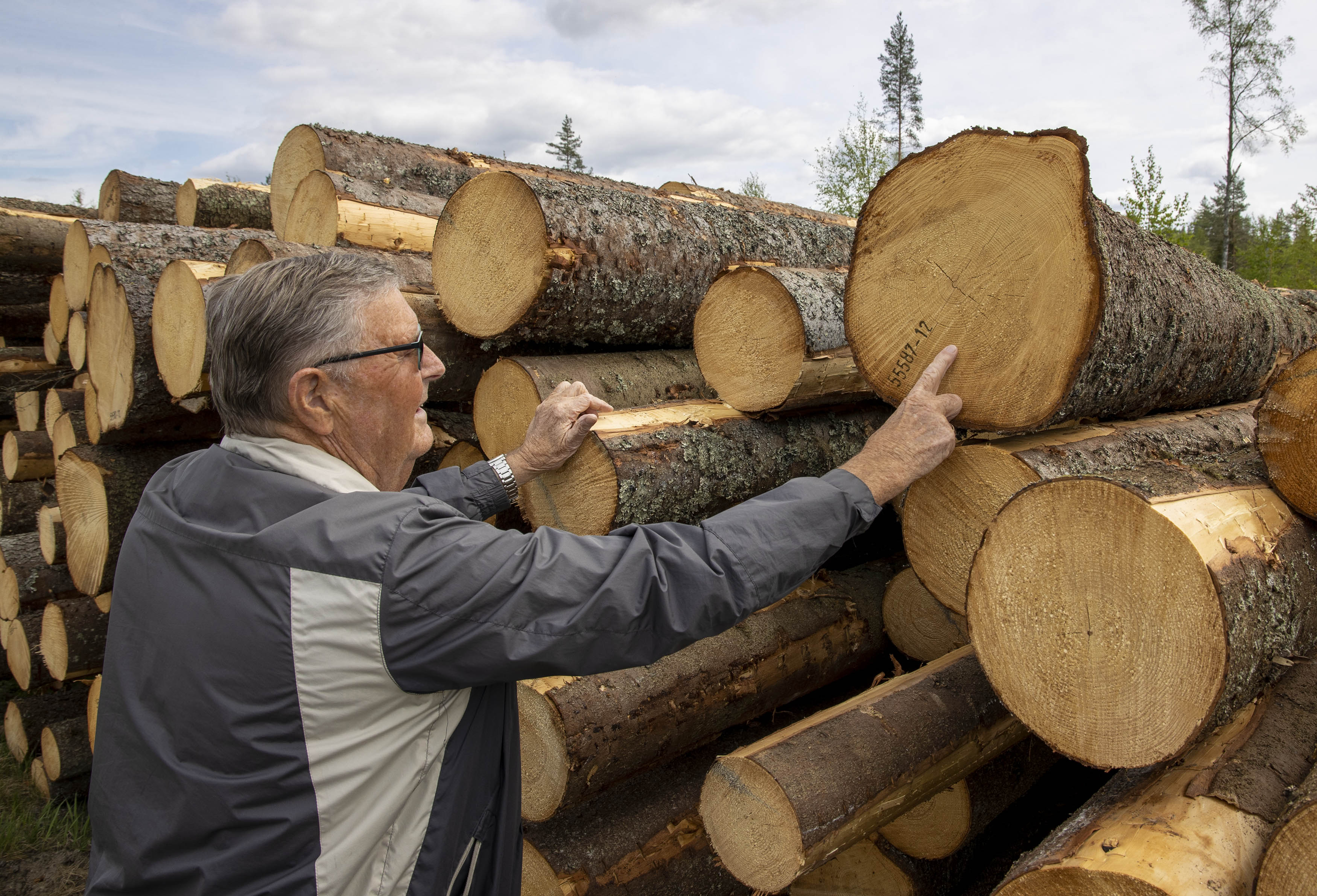 Roar Klaseie teller årringene til grana Roar Klaseie teller årringene til grana