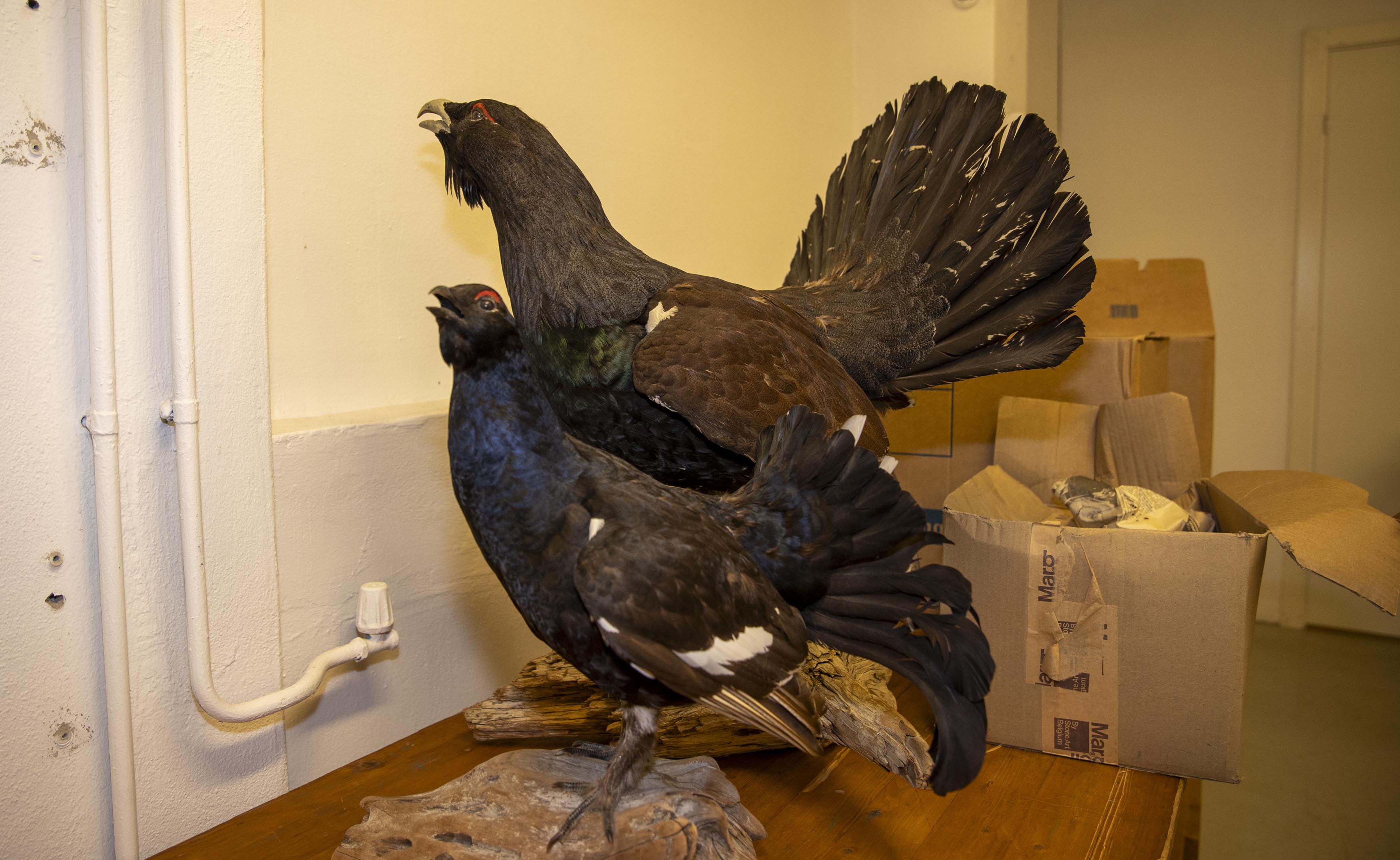 Du kan sikre deg utstoppede orrfugler på loppemarkedet til Vilberg skolekorps Du kan sikre deg utstoppede orrfugler på loppemarkedet til Vilberg skolekorps