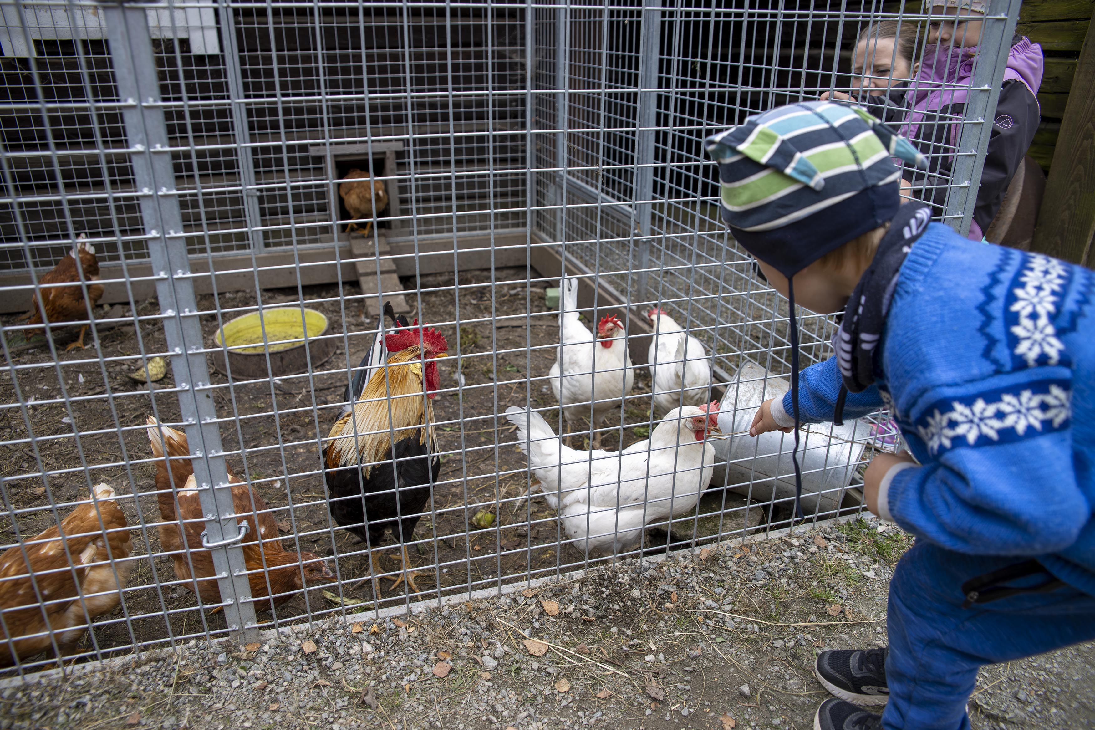Det er både høner, haner og griser på tunet