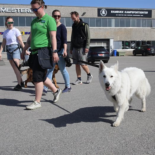 Tre ganger voff for hundenes 17. mai 