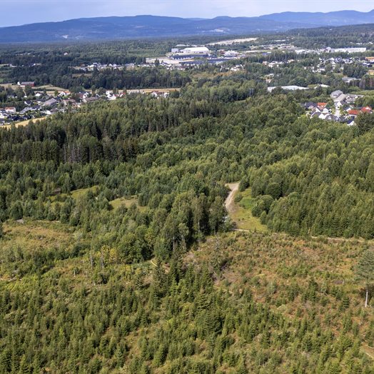 Ryddet og reddet 119 dekar skog i sommerferien