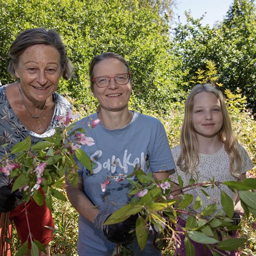 Fjerner Himalaya-plante fra Bygdetunet: - Den tar livet av nesten alt rundt seg