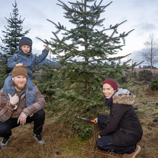 Det perfekte juletreet finner du på Dokken: - Du får du aldri ferskere tre enn det du hogger selv