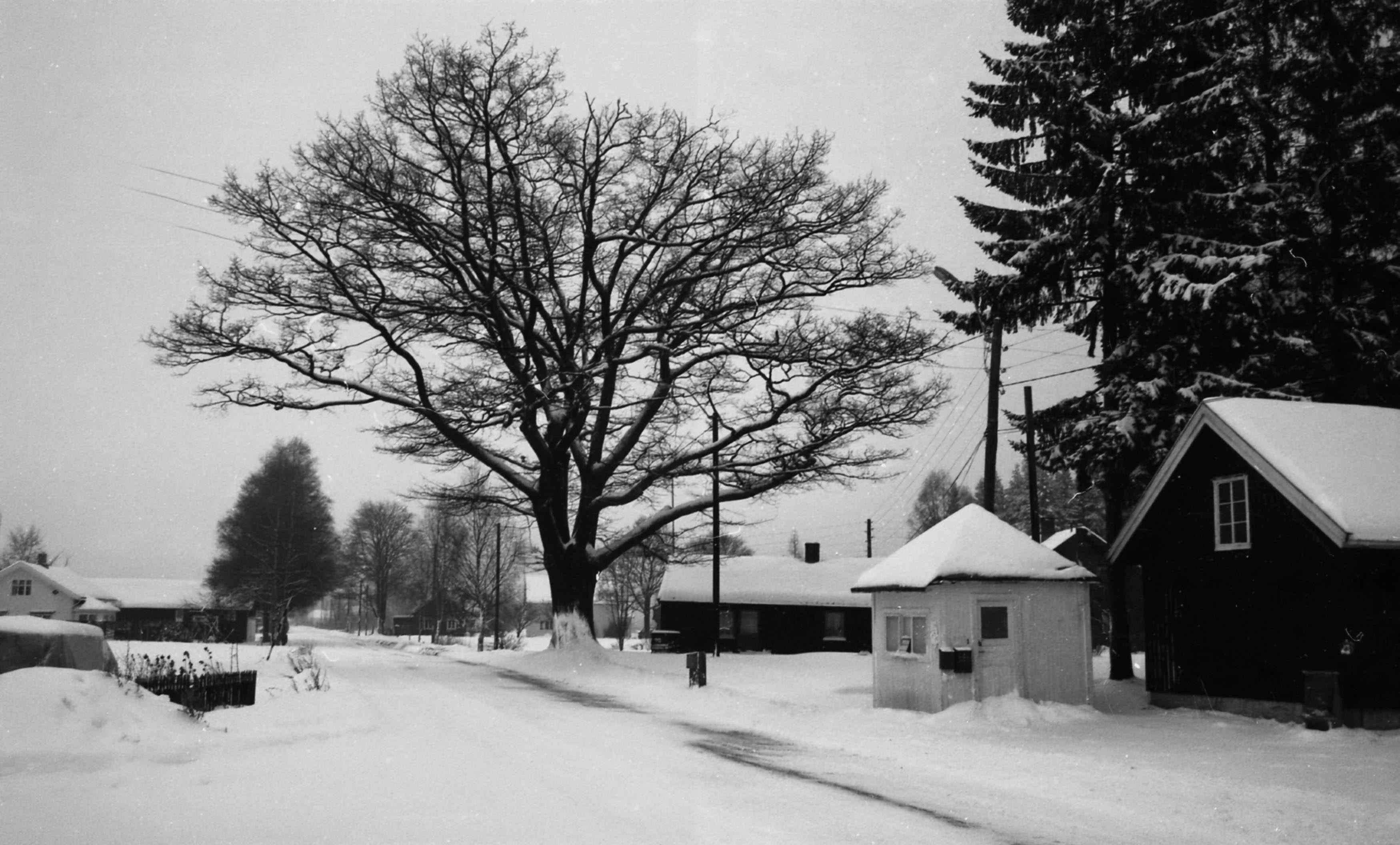 Nettoppp-eika er et landemerke på Dokken. Det flere hundre år gamle eiketreet står rett ved det som i sin tid var riksvei 50 og E6 - noen få meter nord for butikken til Eugen Kjellman Nettoppp-eika er et landemerke på Dokken. Det flere hundre år gamle eiketreet står rett ved det som i sin tid var riksvei 50 og E6 - noen få meter nord for butikken til Eugen Kjellman